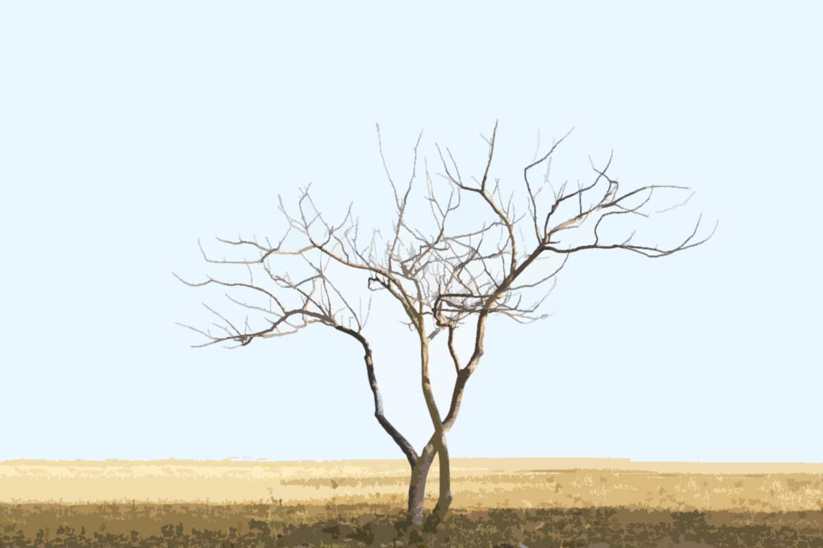 Fig tree for Parable of the Barren Fig Tree
