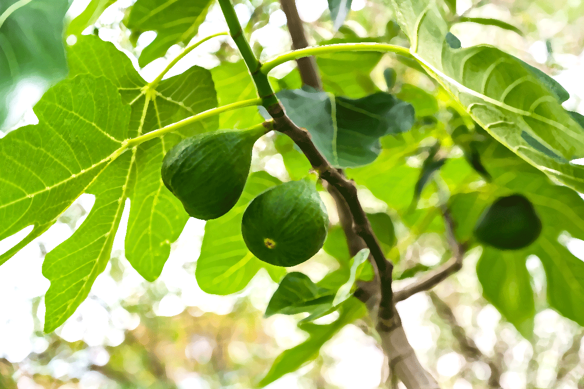 Figs for Parable of the Fig Tree