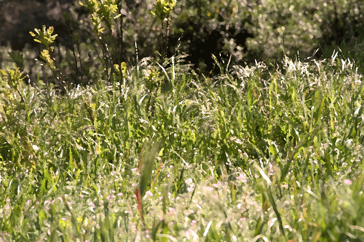 Weedy field for Parable of the Weeds